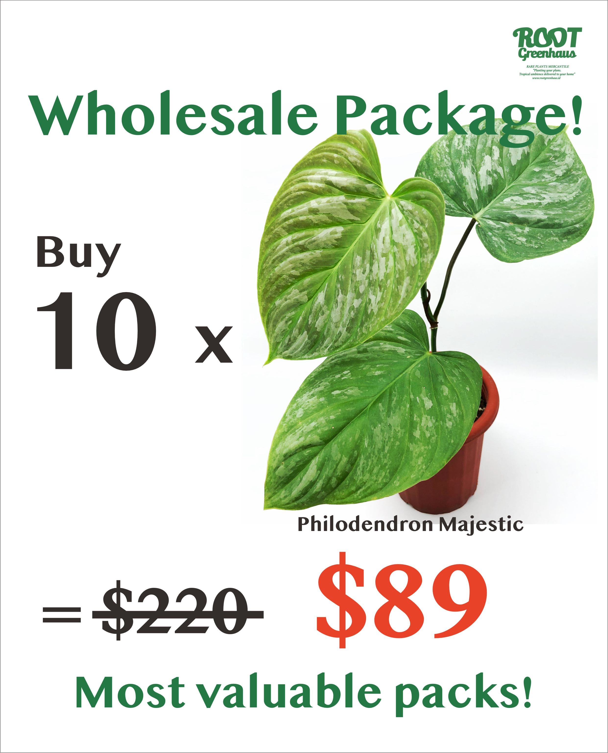 Philodendron Majestic Free Phytosanitary Certificate buying