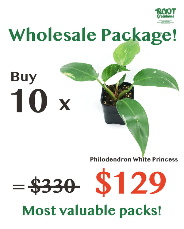 10 x Philodendron White Princess
