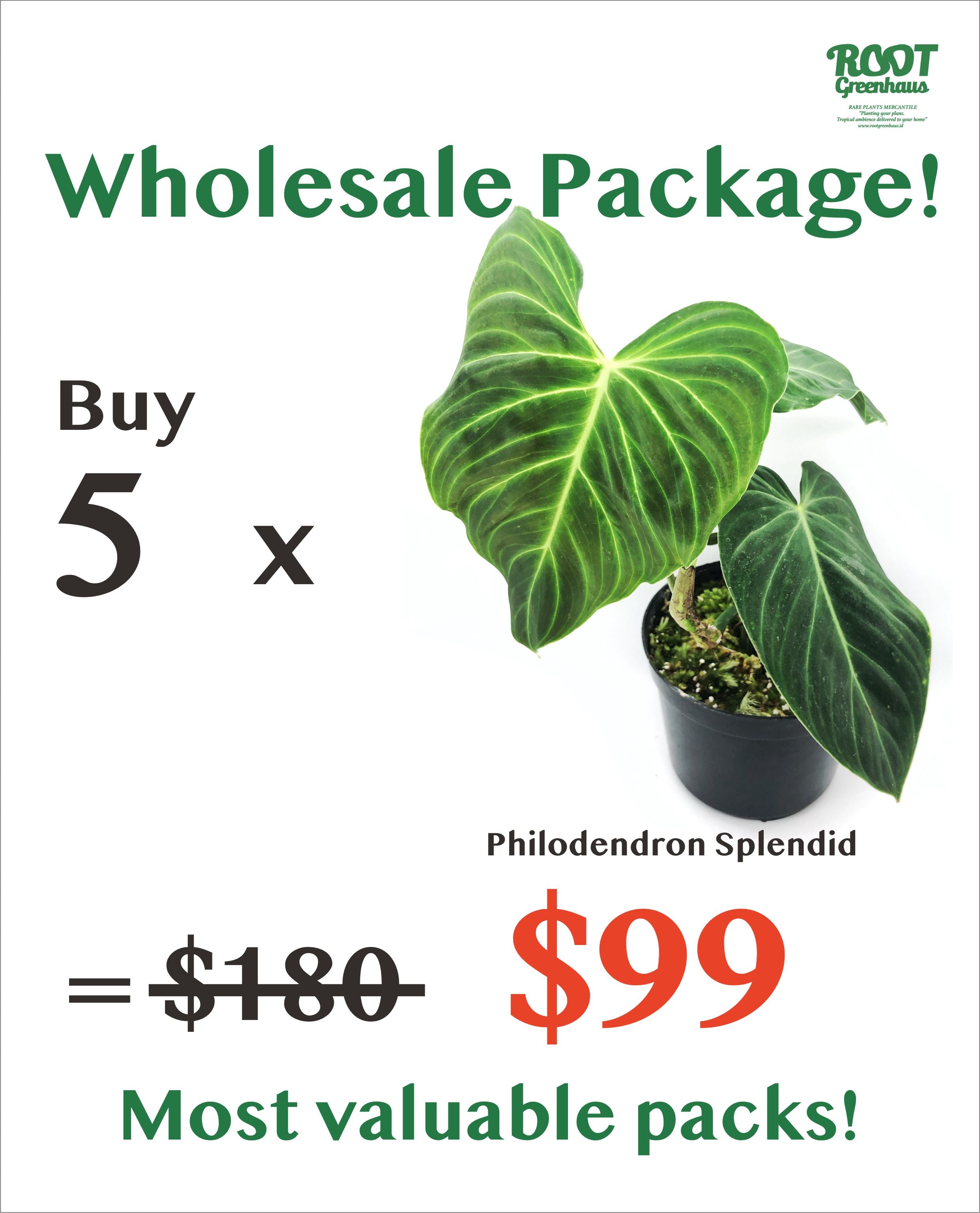 5-x-philodendron-splendid-root-greenhaus