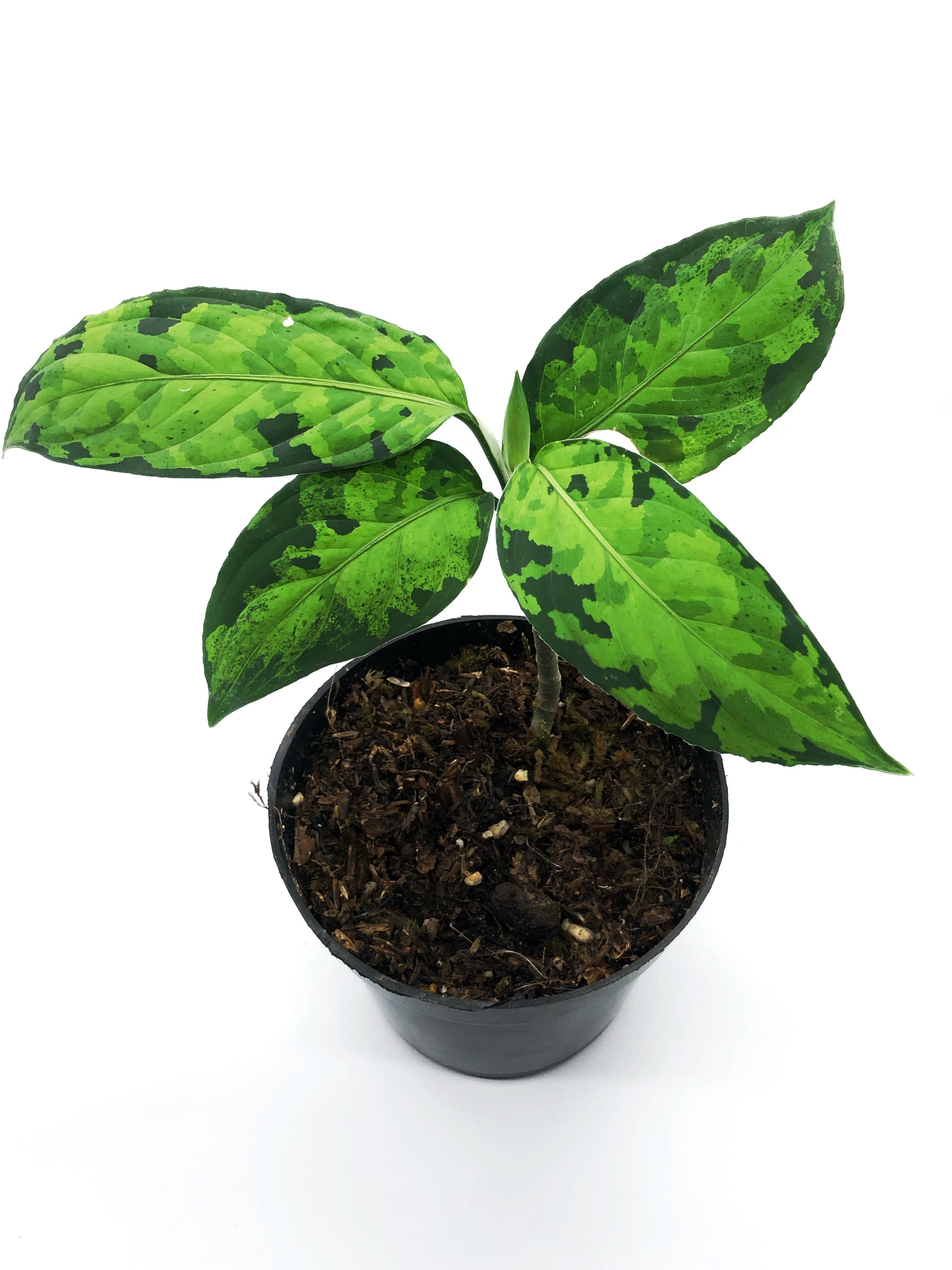 AGLAONEMA PICTUM TRICOLOR – Root Greenhaus