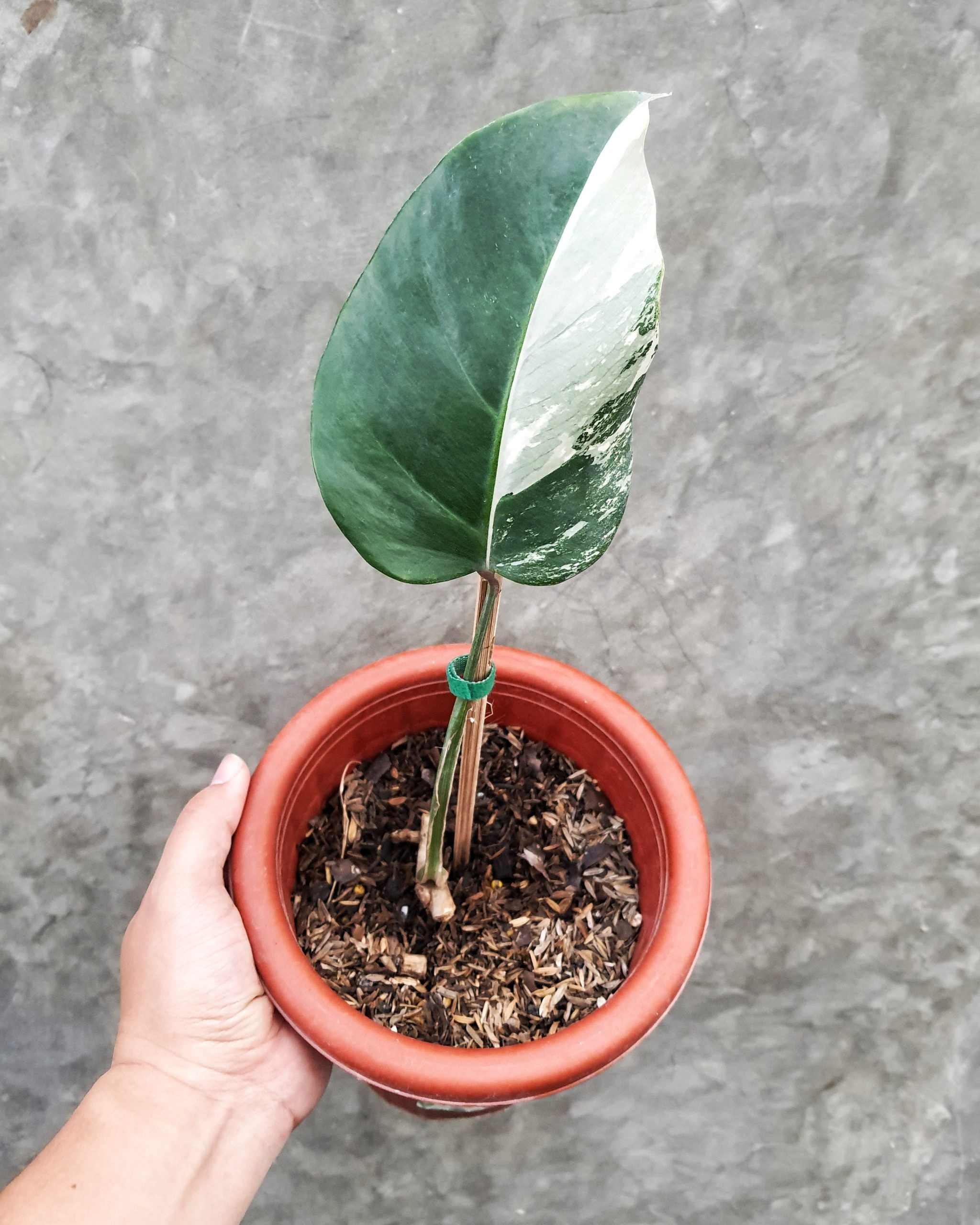 MONSTERA ALBO VARIEGATED WHITE TIGER CUTTING – Root