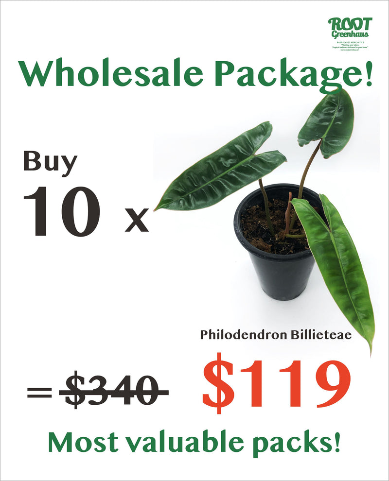 10 x Philodendron Billieteae
