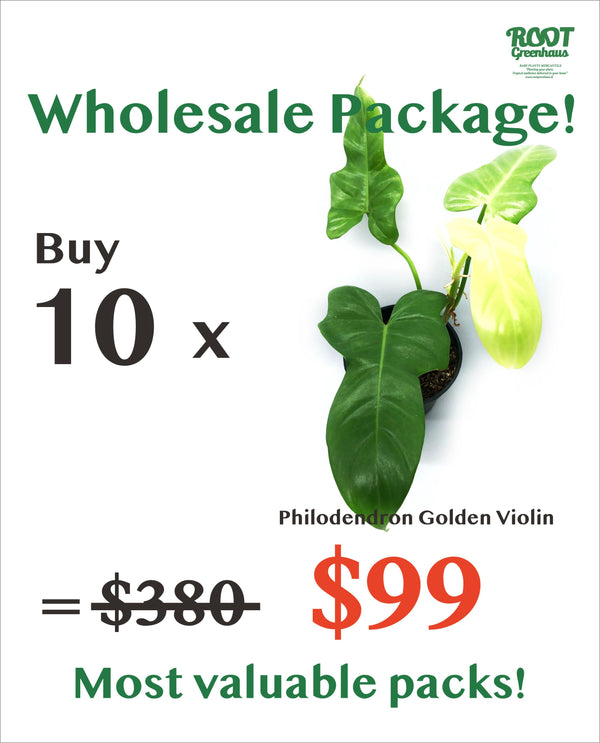 10 x Philodendron Golden Violin