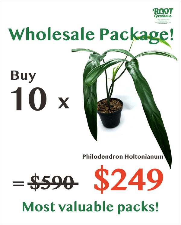 10 x Philodendron Holtonianum