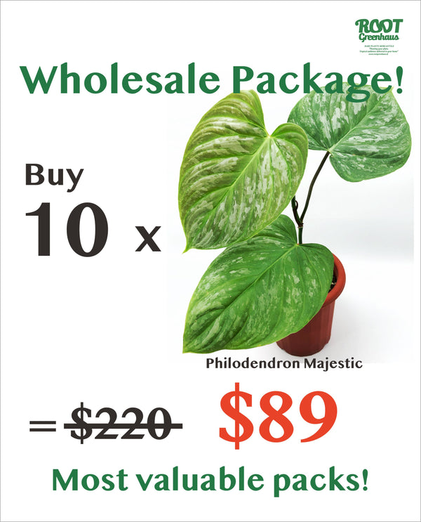 10 x Philodendron Majestic