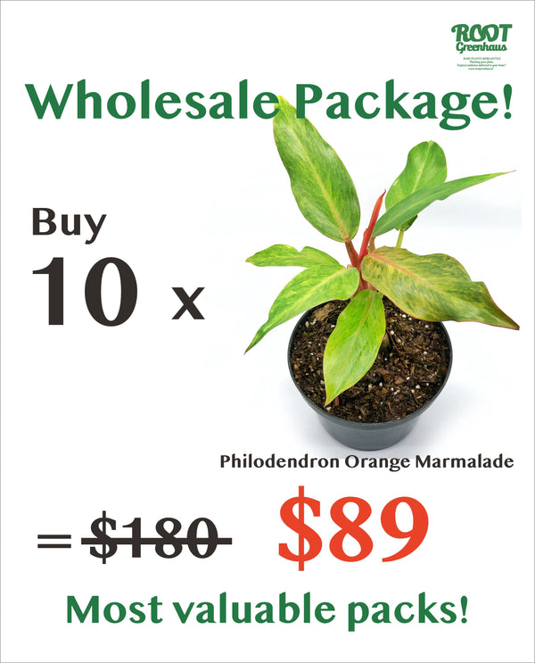 10 x Philodendron Orange Marmalade