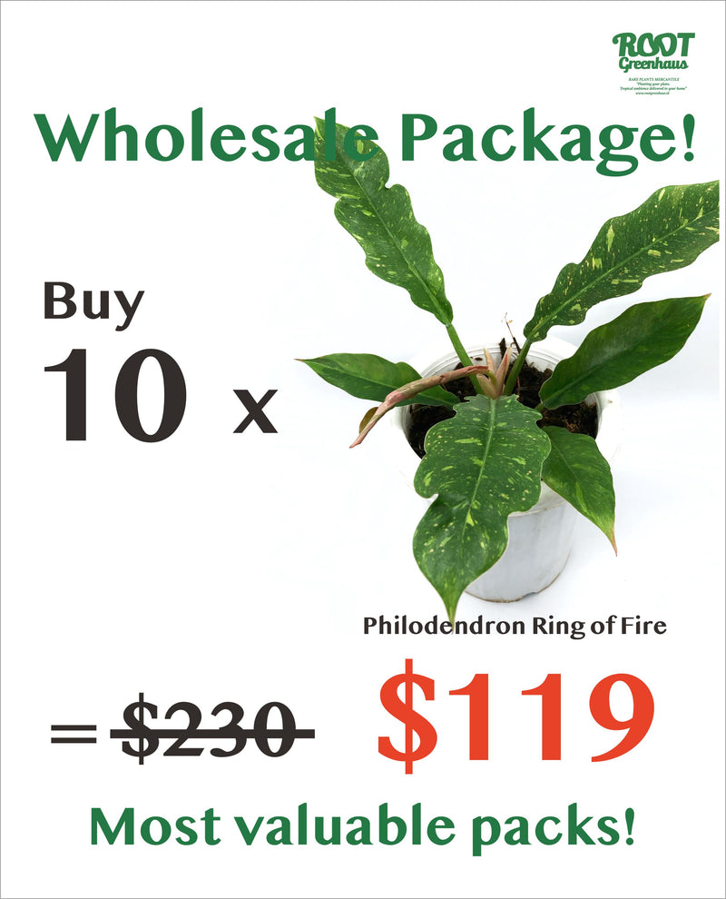 10 x Philodendron Ring of Fire