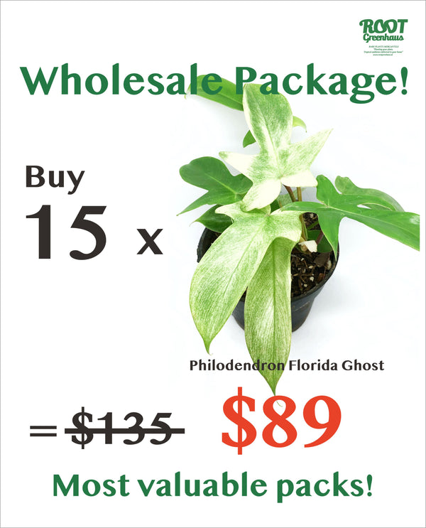 15 x Philodendron Florida Ghost