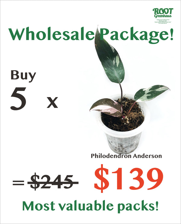 5 x Philodendron Anderson
