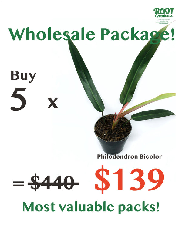 5 x Philodendron Bicolor