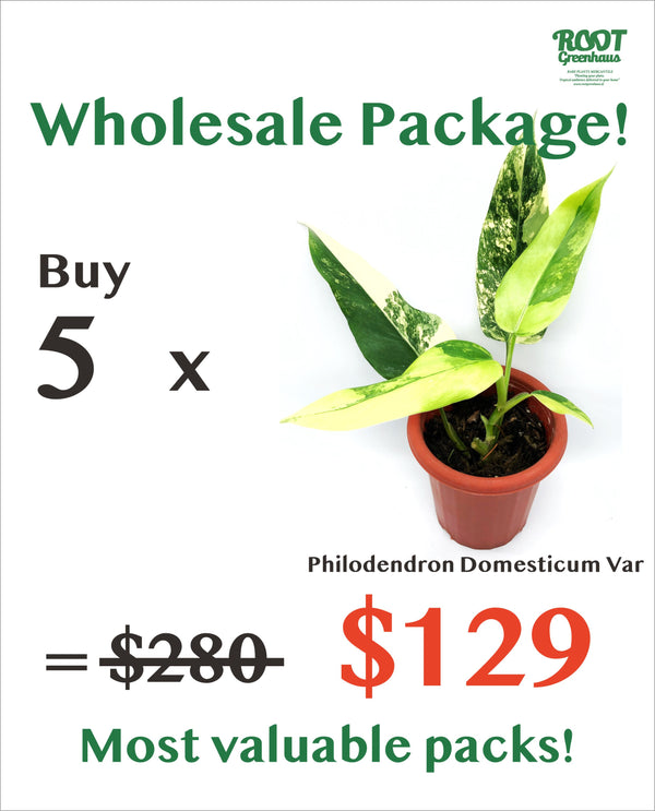 5 x Philodendron Domesticum var