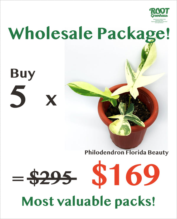 5 x Philodendron Florida Beauty
