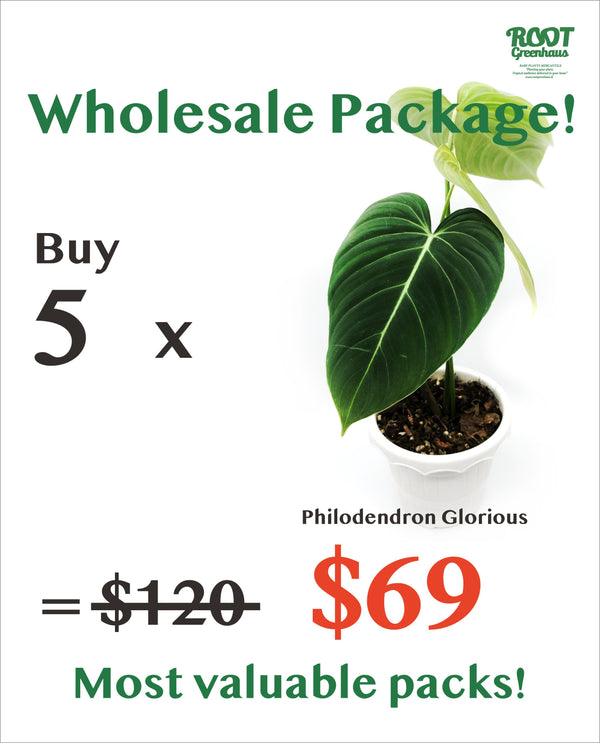 5 x Philodendron Glorious