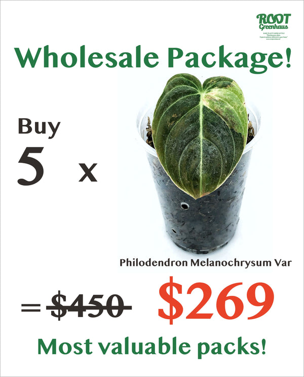 5 x Philodendron Melanochrysum Var $269