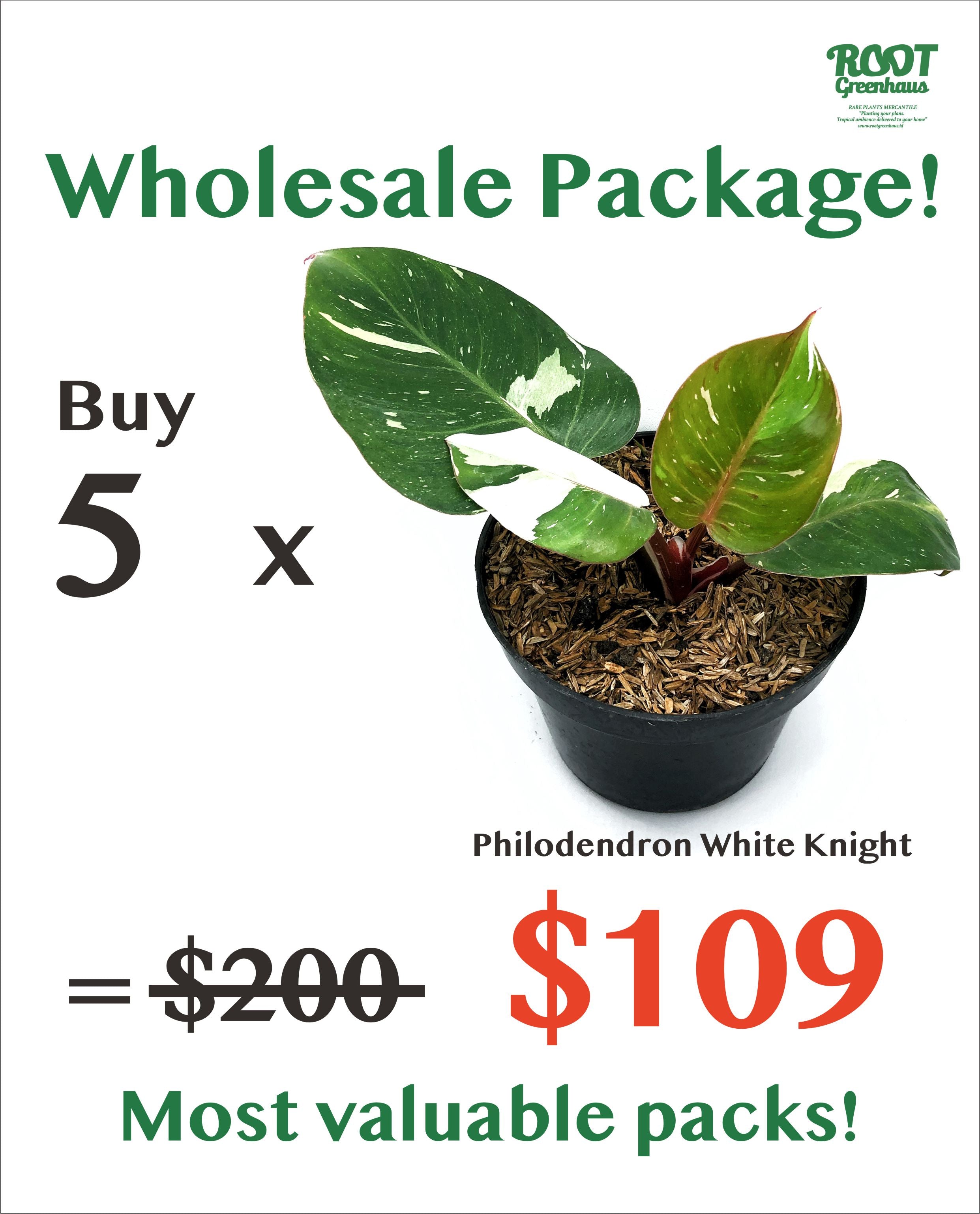 5 x Philodendron White Knight – Root Greenhaus