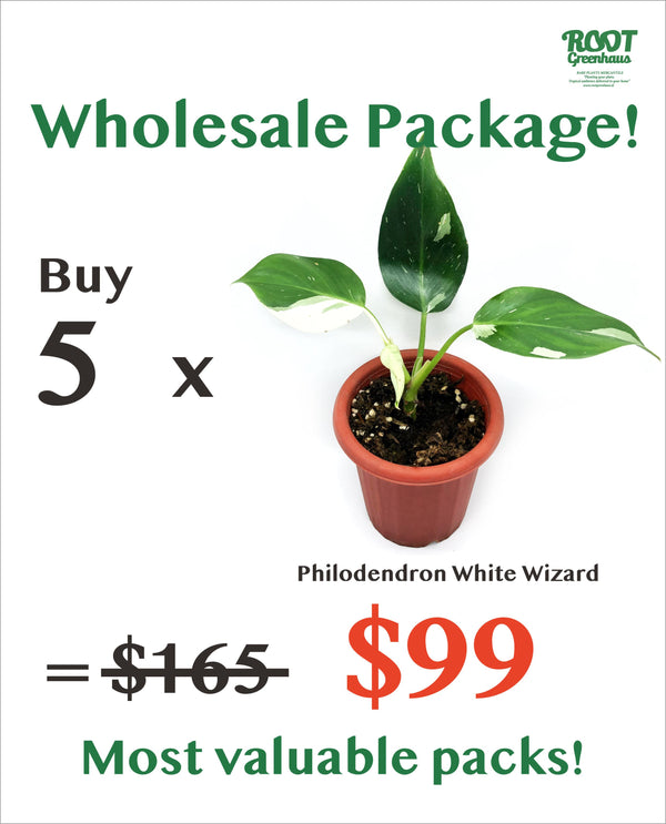 5 x Philodendron White Wizard
