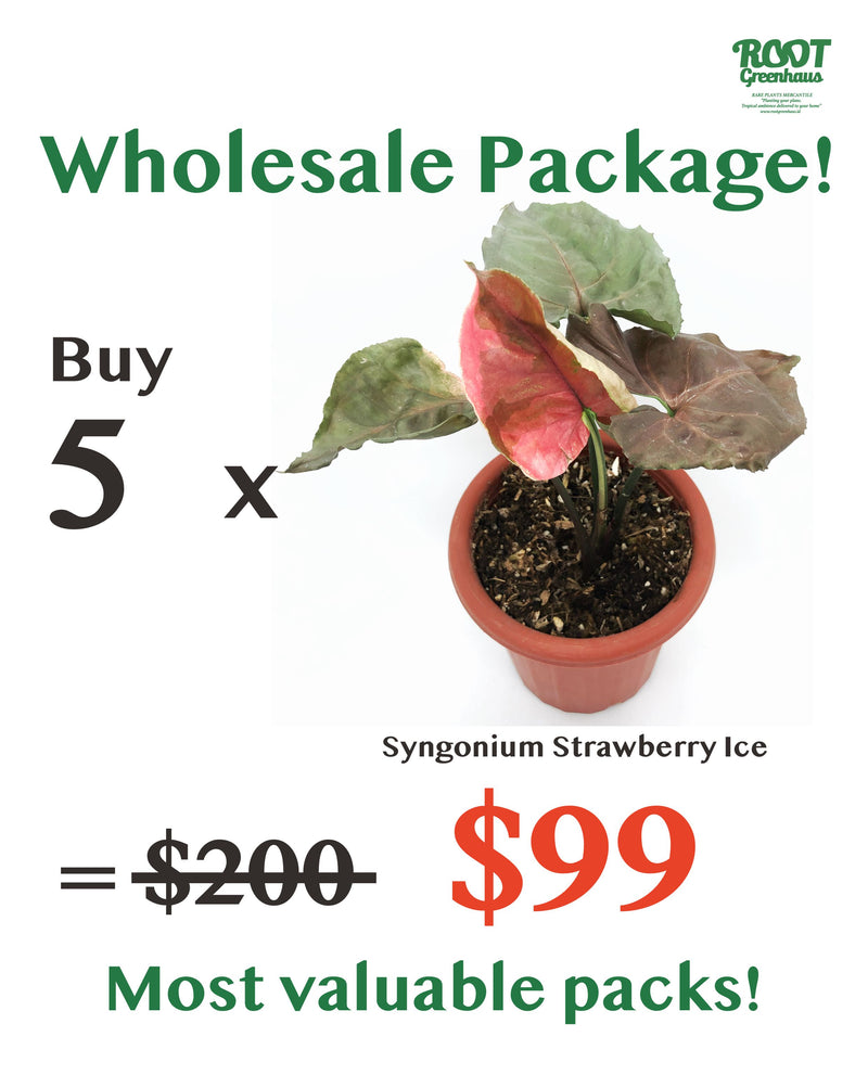 5 x SYNGONIUM STRAWBERRY ICE