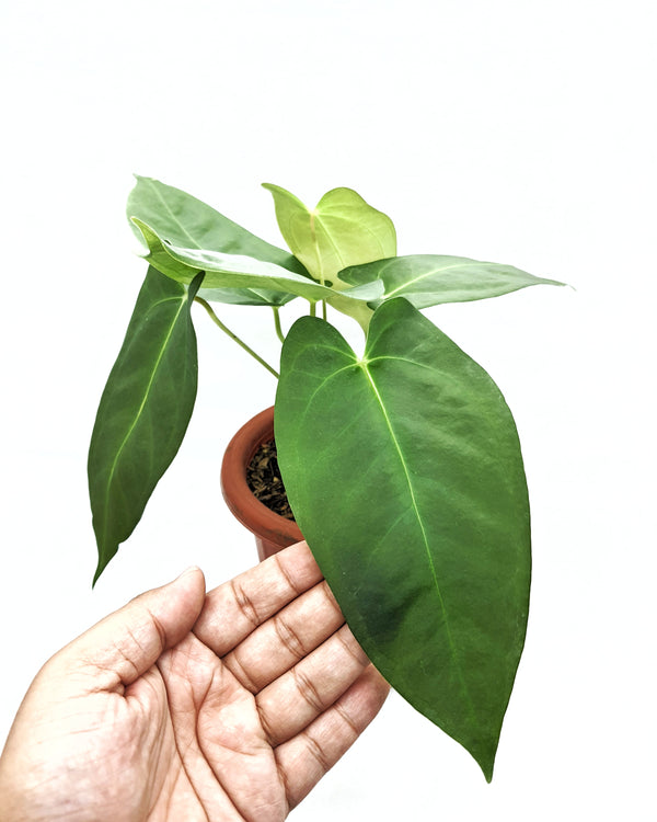 ANTHURIUM PAPILILLAMINUM X MODEANUM