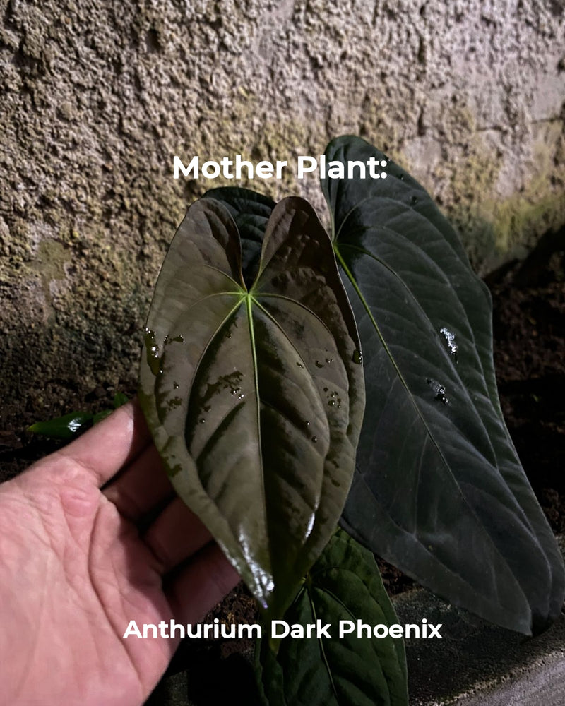 Anthurium Dark Phoenix