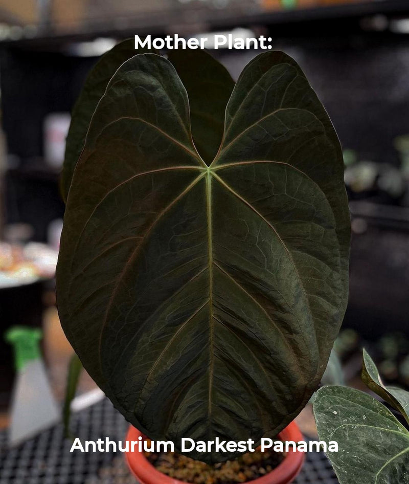 Anthurium Darkest Panama