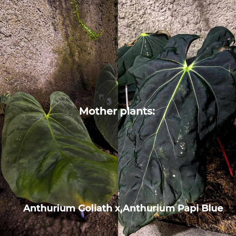 Anthurium Goliath X Anthurium Papi Blue