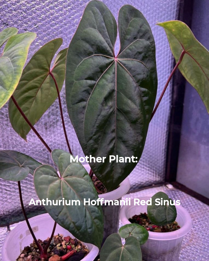 Anthurium Hoffmanii Red Sinus