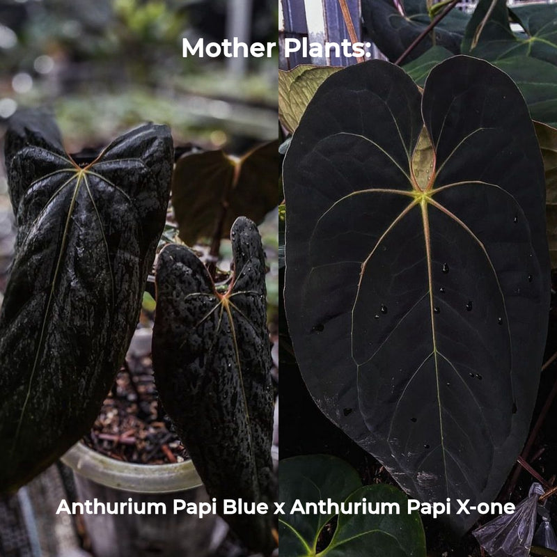 Anthurium Papi Blue X Anthurium Papi X-one