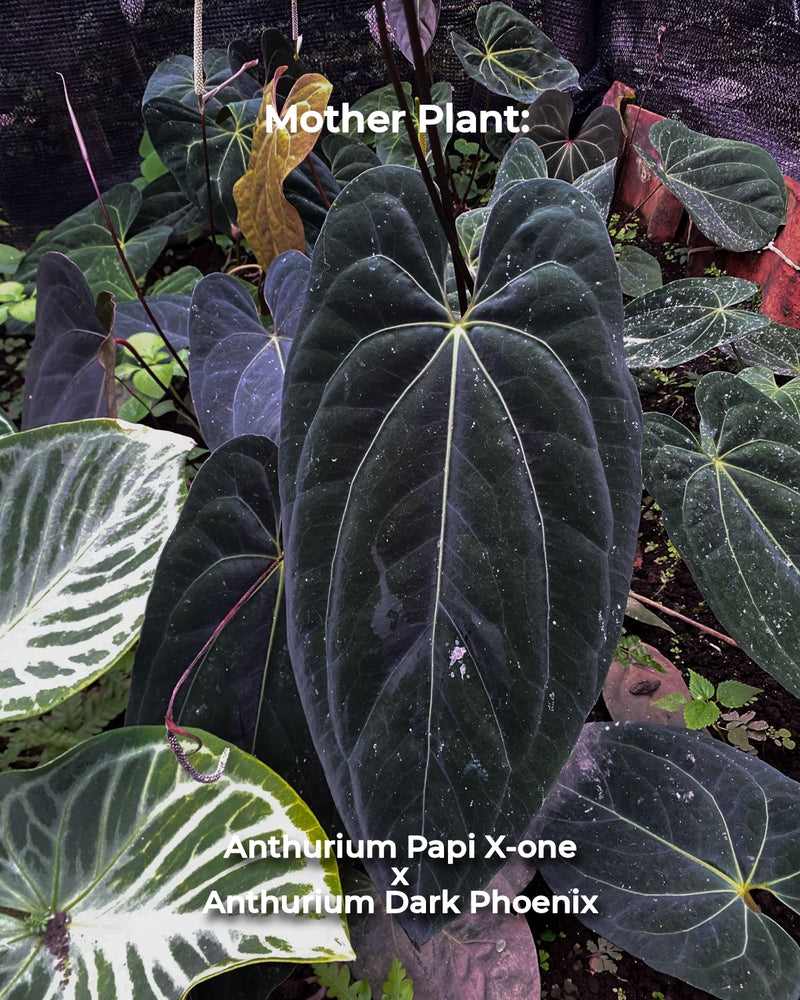 Anthurium Dark Phoenix X Anthurium Papi X-one