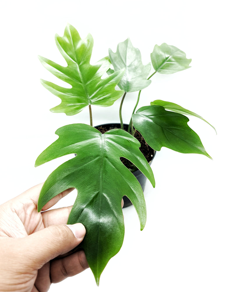 PHILODENDRON MAYOI