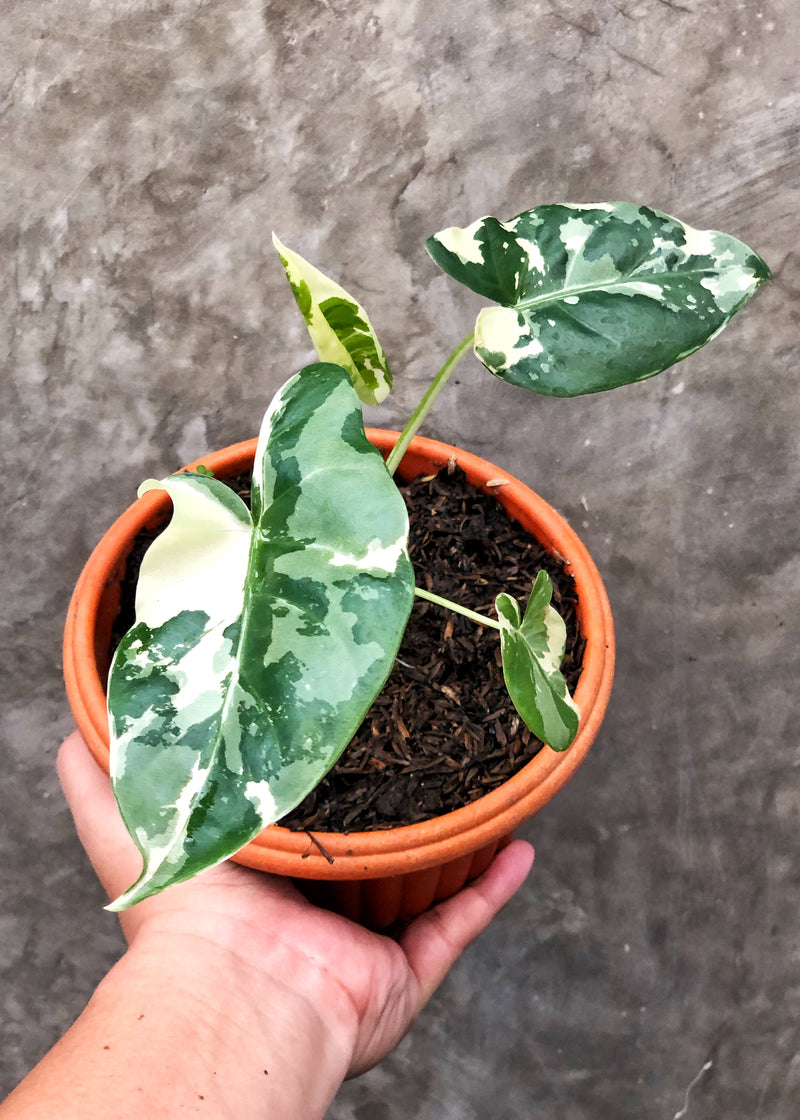 ALOCASIA SENTE VARIEGATA