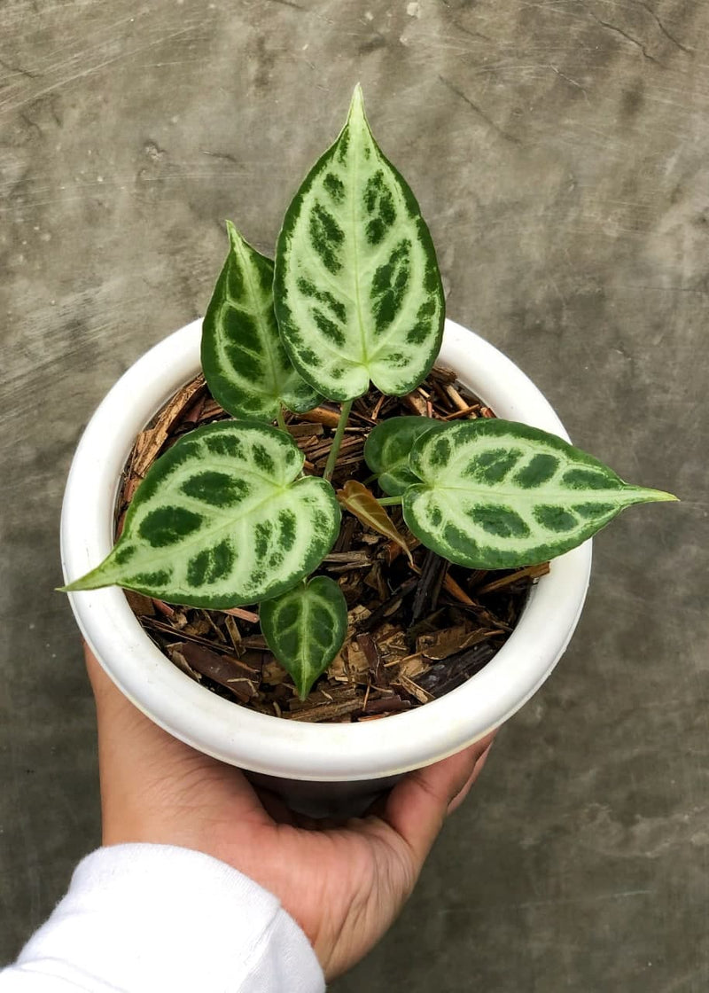 ANTHURIUM SILVER BLUSH