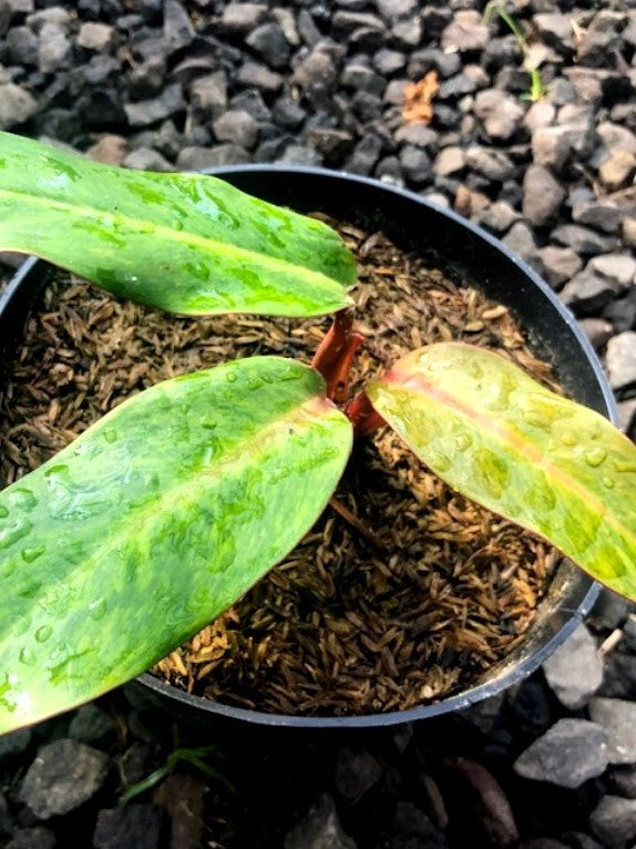 PHILODENDRON PAINTED LADY