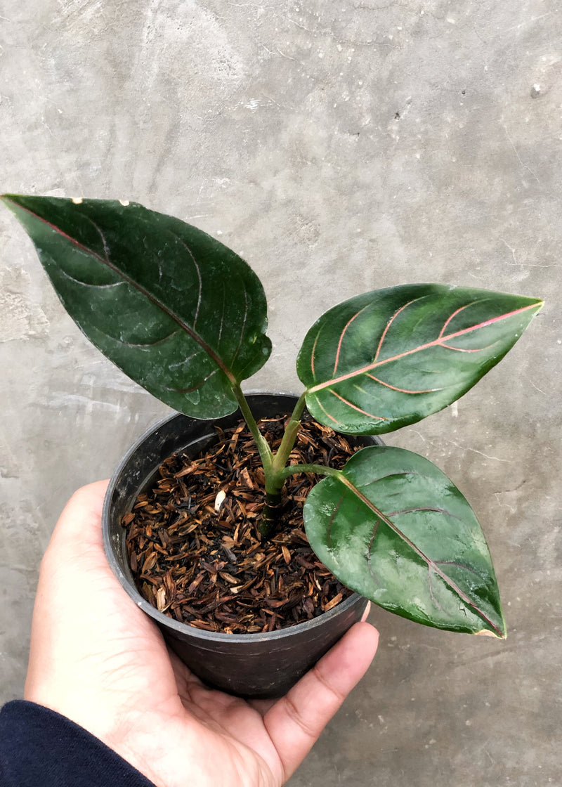 AGLAONEMA ROTUNDUM