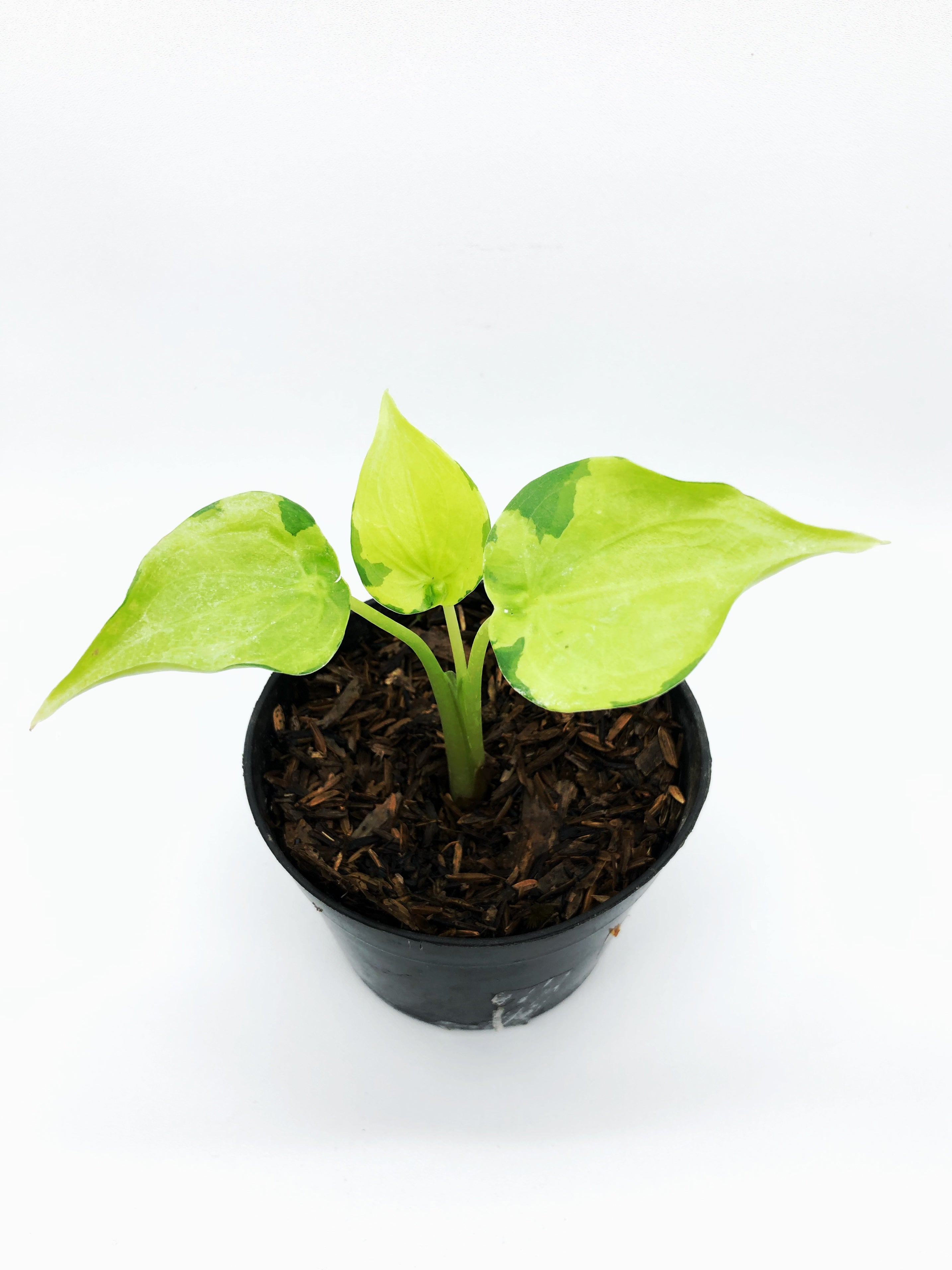 ALOCASIA CUCULLATA VARIEGATA – Root Greenhaus