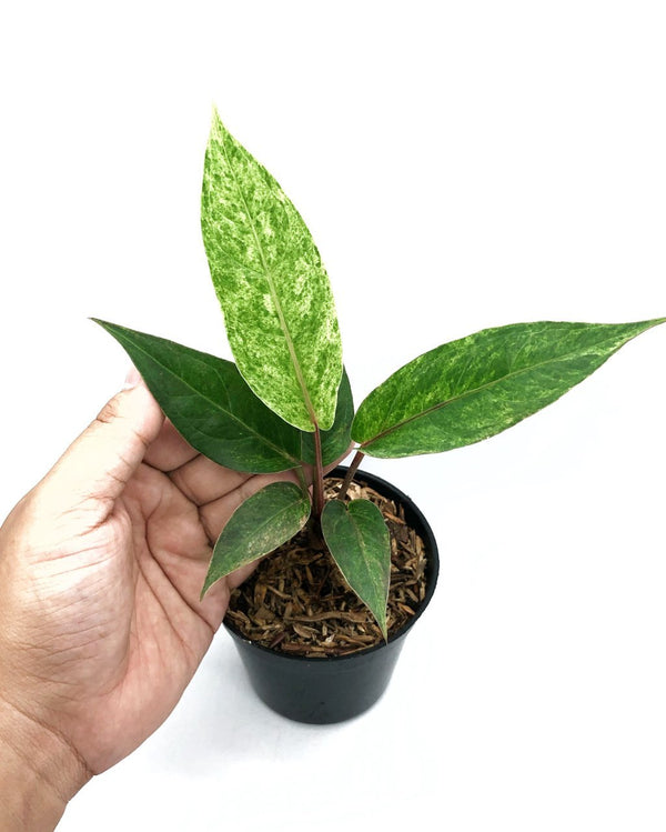 ANTHURIUM HOOKERII PINK VARIEGATED