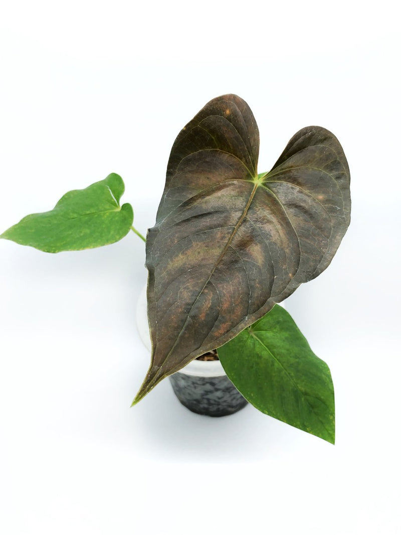 ANTHURIUM MODEANUM