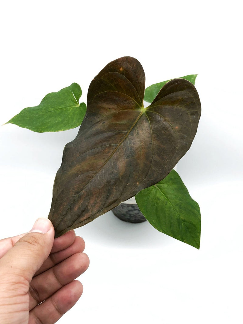 ANTHURIUM MODEANUM