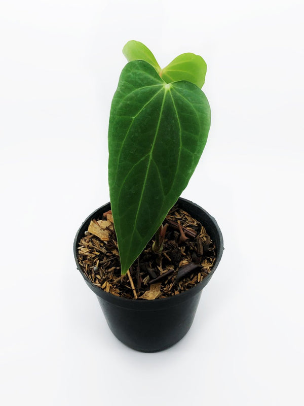 ANTHURIUM PAPILLILAMINUM HYBRID