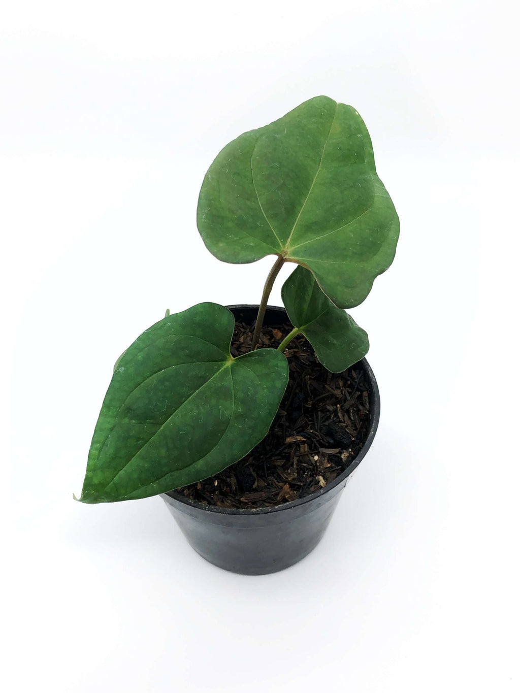 Anthurium Restless Dreamer (Ace of Spades x (papi x crysta) ) — HouseParty  Plantes — Plantes d'intérieur rares
