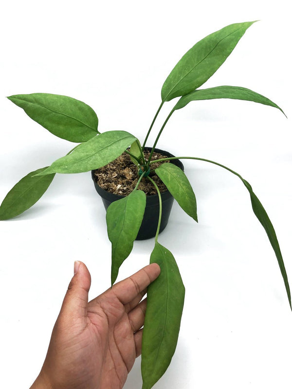 ANTHURIUM VITTARIFOLIUM