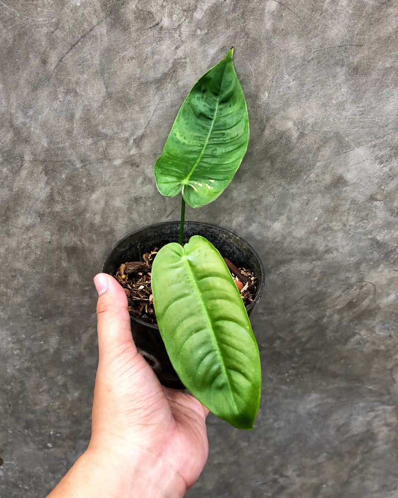 PHILODENDRON SHARONIAE