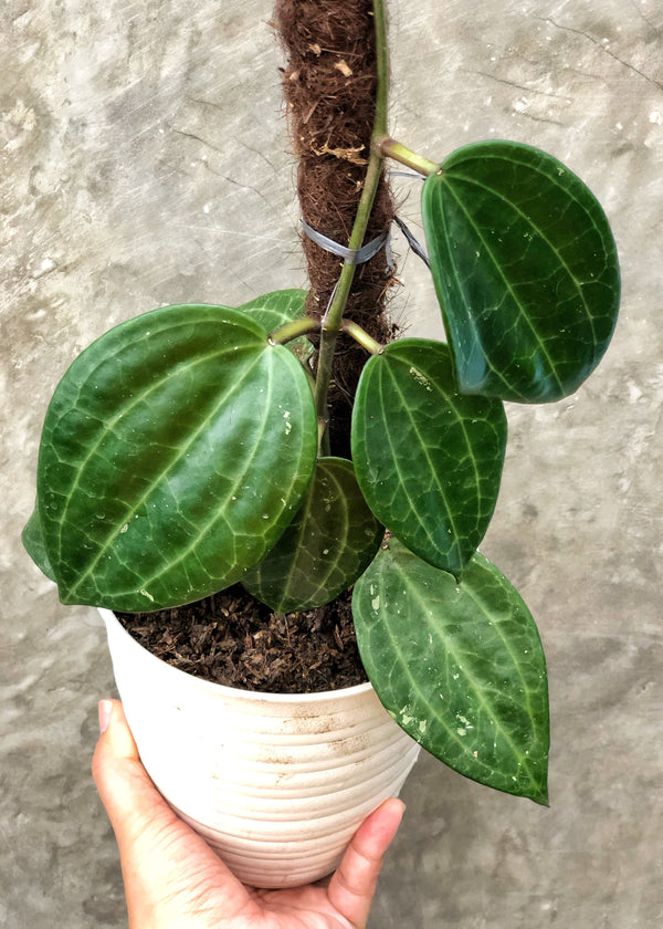 HOYA LATIFOLIA