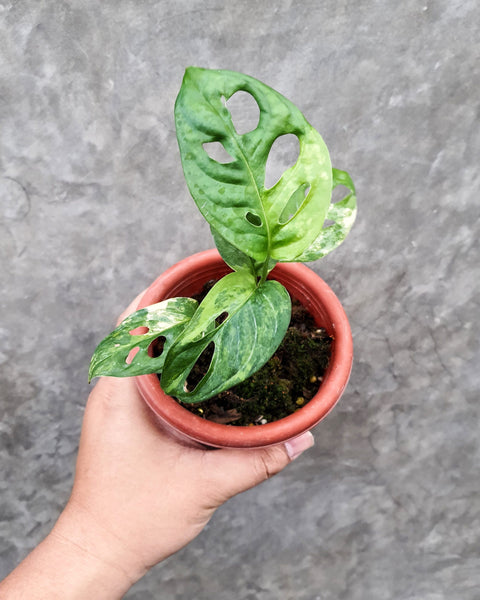 MONSTERA ADANSONII YELLOW VARIEGATED (JAPAN) – Root Greenhaus