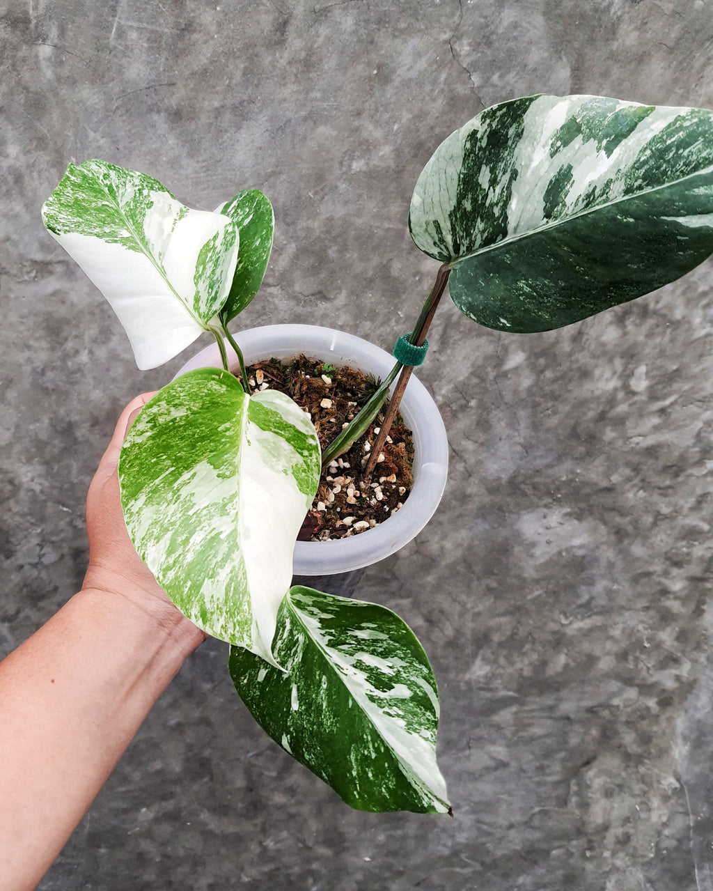 MONSTERA ALBO VARIEGATED WHITE TIGER