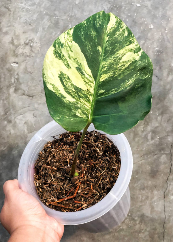 MONSTERA AUREA YELLOW (CUTTING ROOTED)