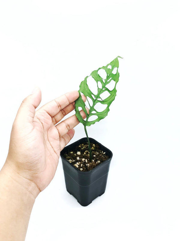 MONSTERA OBLIQUA (CUTTING ROOTED)