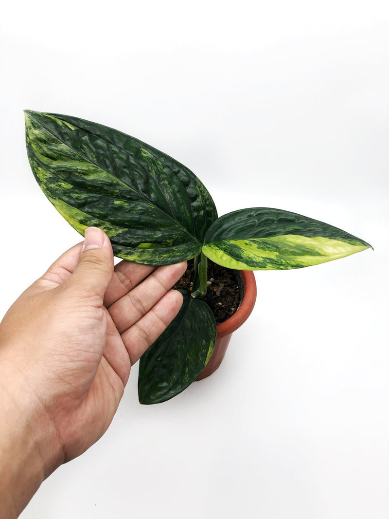 MONSTERA PERU VARIEGATED