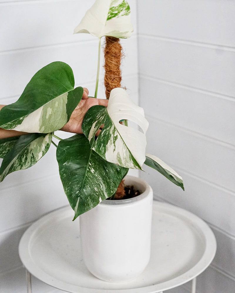 MONSTERA ALBO VARIEGATED WHITE TIGER 001