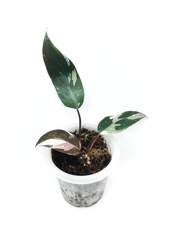 PHILODENDRON ANDERSON