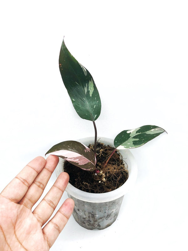 PHILODENDRON ANDERSON